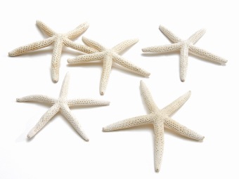 Finger Starfish Bleached 12 cm 10 st.
