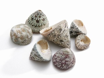 Troca Stellatus 5 st.