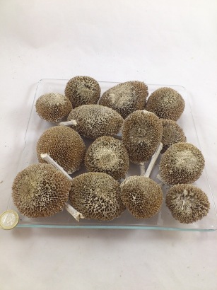 Zonnebloem koppen white-wash  st