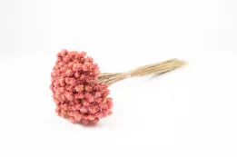 Hill Flower Terracotta