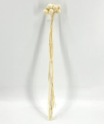 Craspedia globosa gebleekt 10 st. droogbloemen-bloemschikken