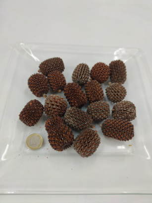 Casuarina big 3-5 cm 200 gr. naturel env. 20 p.