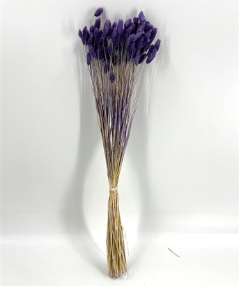 Paars lavendel Phalaris of kanariegras - droogbloemen