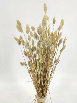 Natuurlijke Phalaris of kanariekruid - droogbloemen