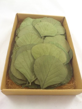 Feuille de Cobra éternisé coloris vert de pomme 100 p.