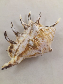 Lambis Tiger 13 cm 5 st.