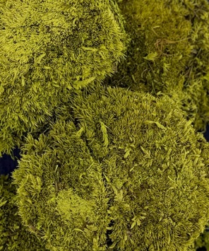 bolmos-kussentjesmos-250gram-lentegroen-bloemschikken-moswand-terrarrium