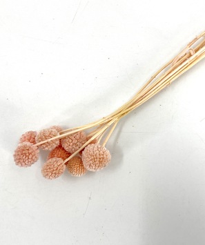 Craspedia globosa licht roze 10 st. droogbloemen-bloemschikken