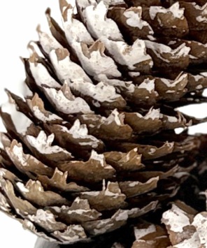 Fijnspar-white-tip-20-st-besneeuwd-bloemschik-decoratie