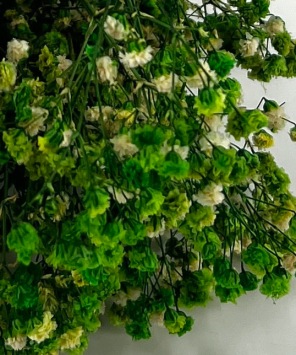 Gipskruid-Gypsophila-appel-groen-droogbloemen-bloemschikken