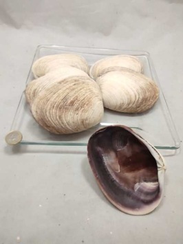 Violet Clam +/- 12 cm 6 p.