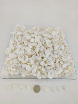 White Chippie small 2 cm 1 kg.