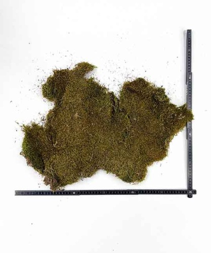 plaatmos-natuur-groen-200gr-bloemschikken-plat-mos