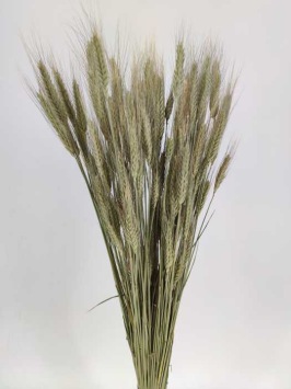 Triticale naturel